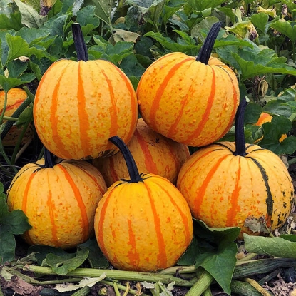Picture of Pumpkin Fireball F1